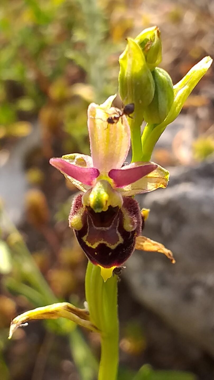Ophrys_fuciflora