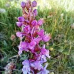 orchidea_1